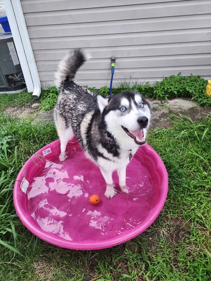 Lady Duchess, the husky, smiling while standing in the water of her tiny kiddie pool.